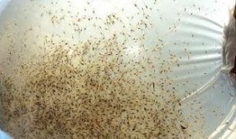 对虾暴食爆料视频,揭秘虾暴食现象背后的惊人真相